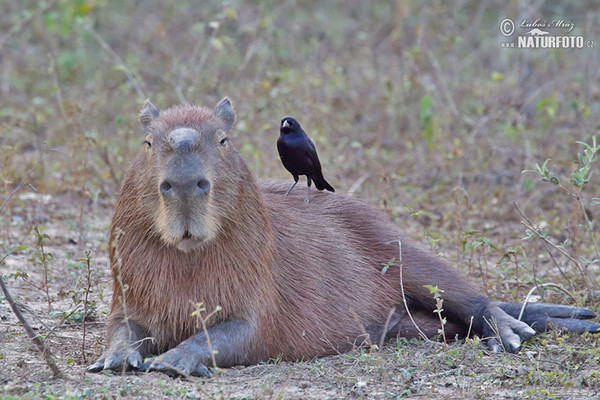 Kapybara močiarna (Hydrochoerus hydrochaeris)