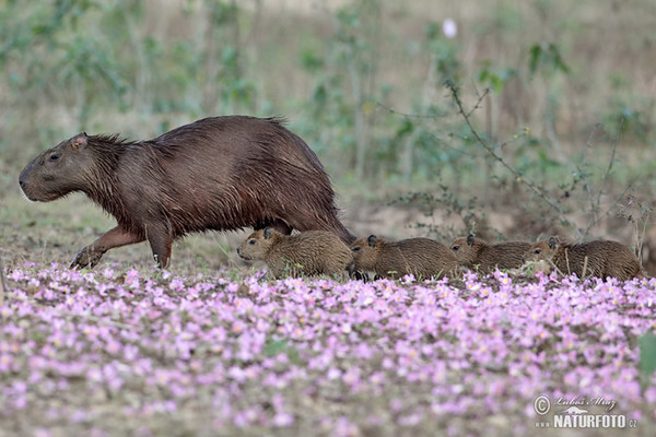 Kapybara močiarna (Hydrochoerus hydrochaeris)