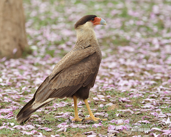 Karančo jižní (Caracara plancus)