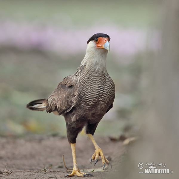 Karančo jižní (Caracara plancus)