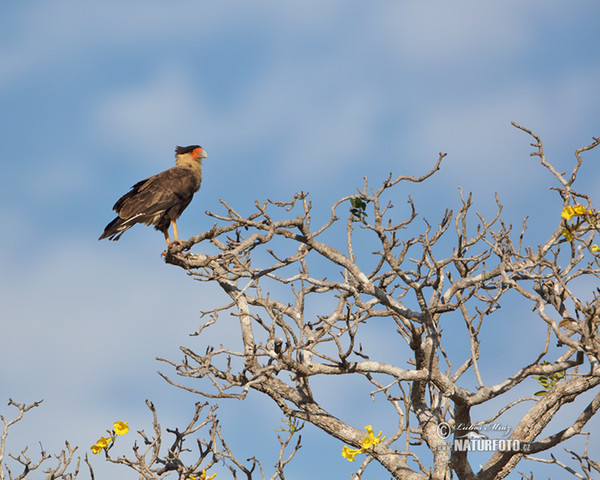 Karančo jižní (Caracara plancus)