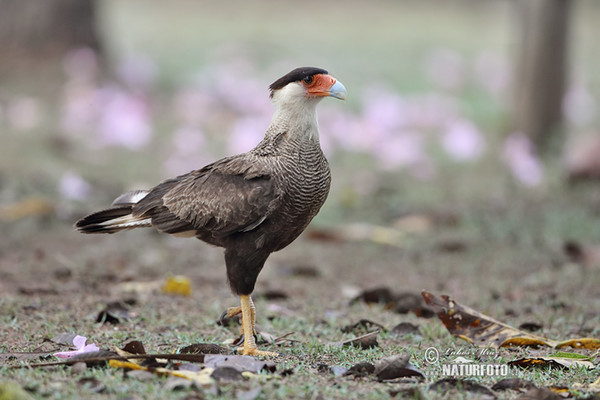 Karančo jižní (Caracara plancus)