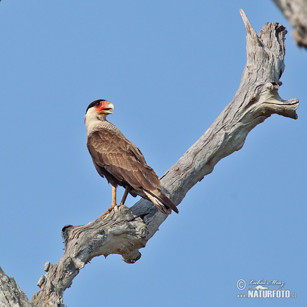 Karančo jižní (Caracara plancus)