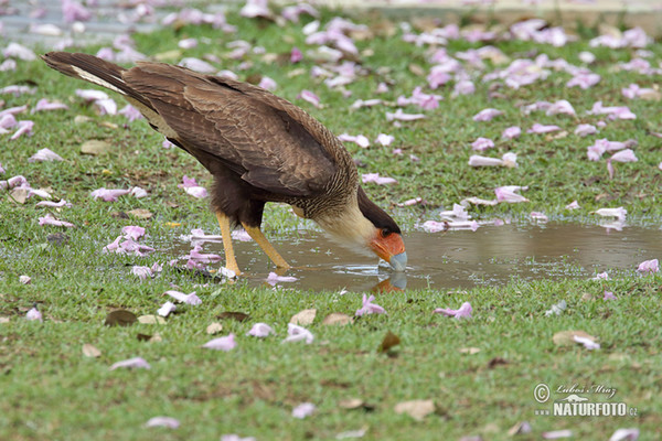 Karančo jižní (Caracara plancus)