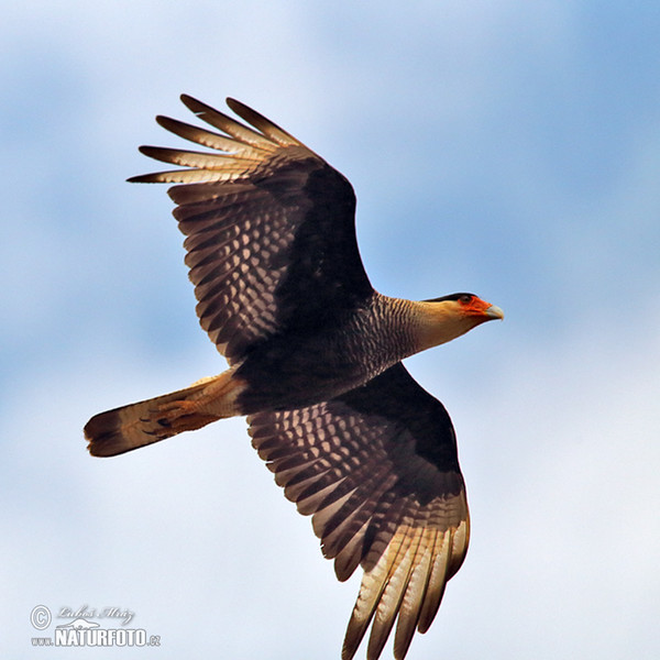 Karančo jižní (Caracara plancus)