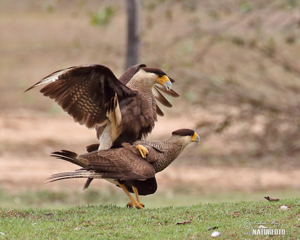 Karančo jižní (Caracara plancus)