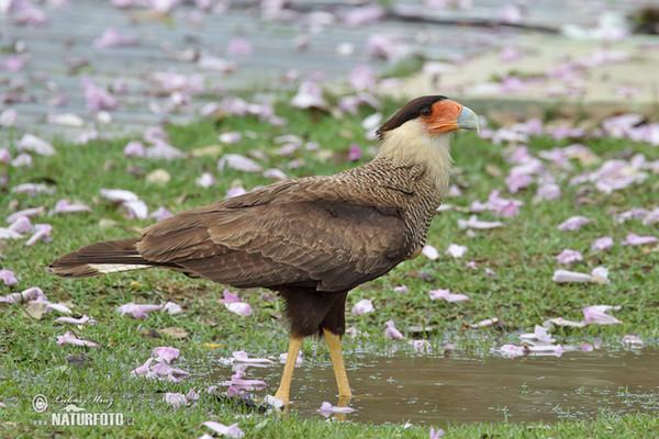 Karančo jižní (Caracara plancus)