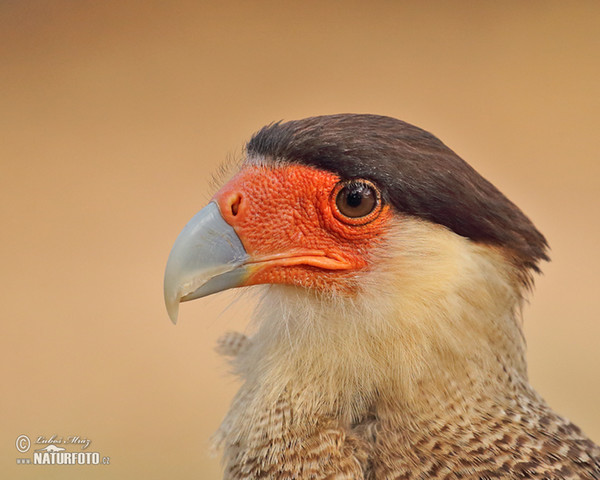 Karančo jižní (Caracara plancus)