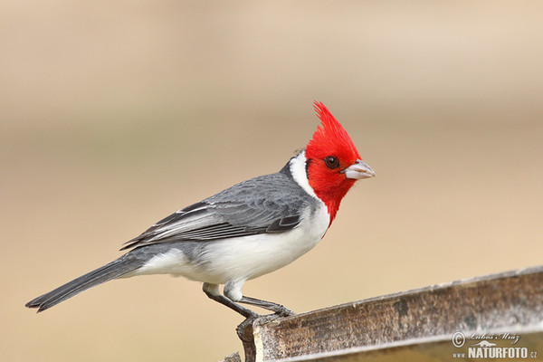 Kardinál šedý (Paroaria coronata)