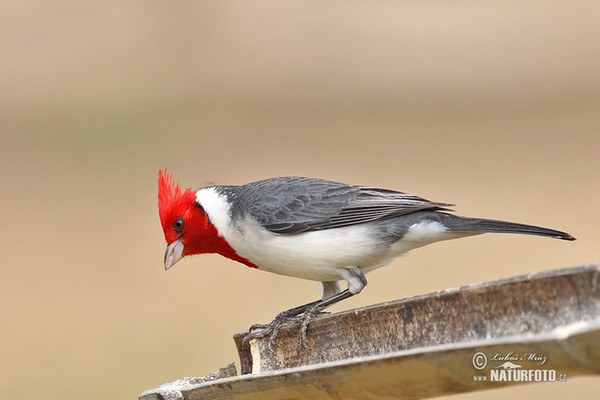 Kardinál šedý (Paroaria coronata)