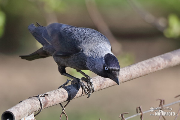 Kavka obecná (Corvus monedula)