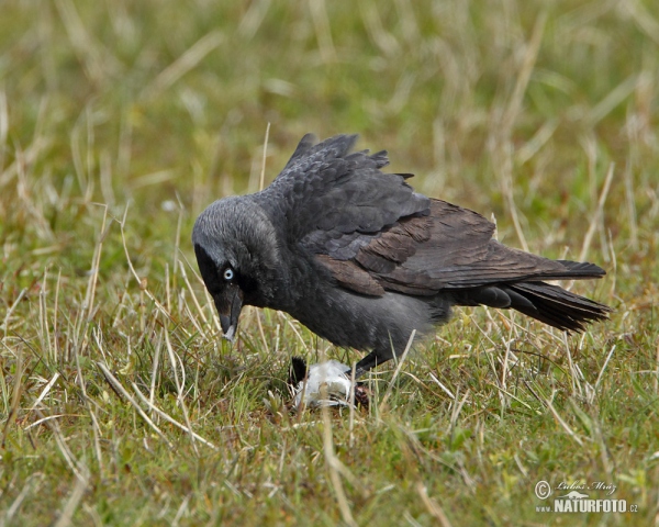 Kavka obecná (Corvus monedula)