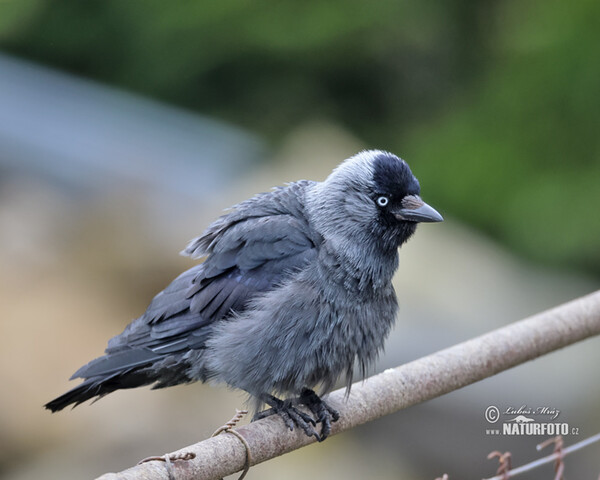 Kavka obecná (Corvus monedula)