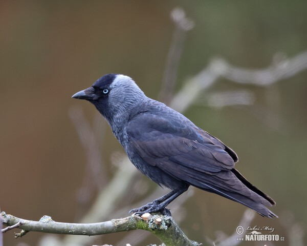 Kavka obecná (Corvus monedula)