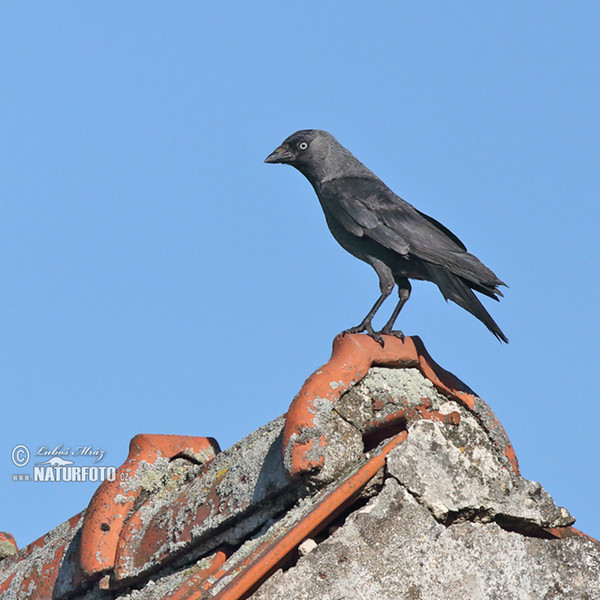 Kavka obecná (Corvus monedula)