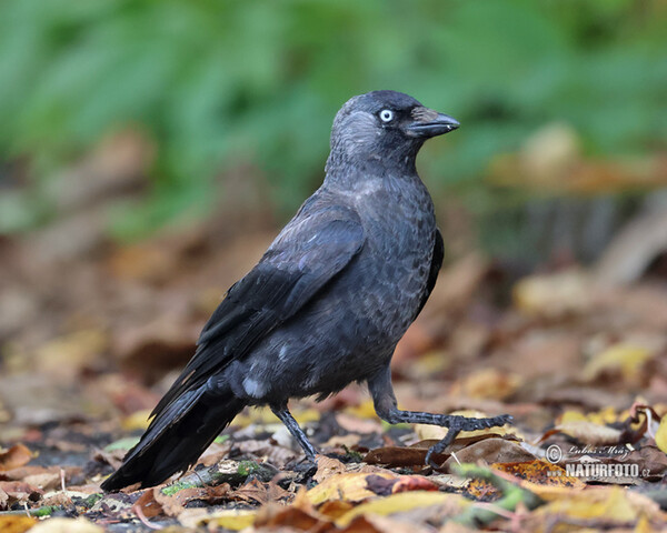 Kavka obecná (Corvus monedula)