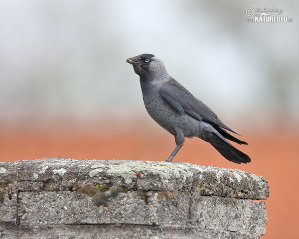 Kavka obecná (Corvus monedula)