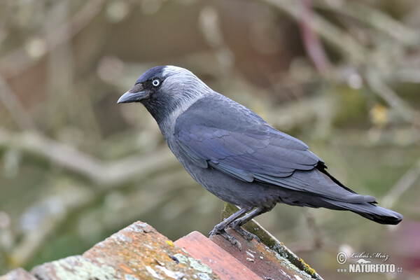 Kavka obecná (Corvus monedula)