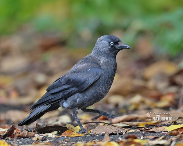 Kavka obecná (Corvus monedula)