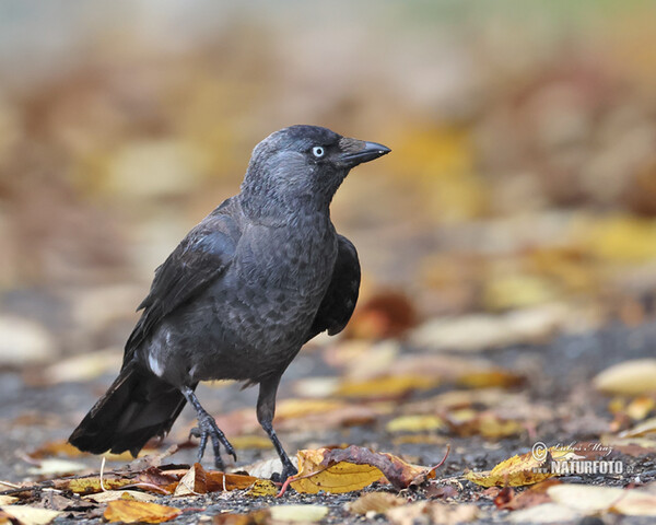 Kavka obecná (Corvus monedula)