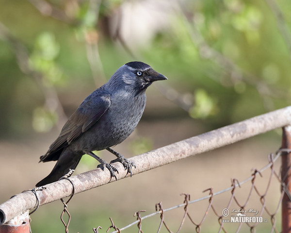 Kavka obecná (Corvus monedula)