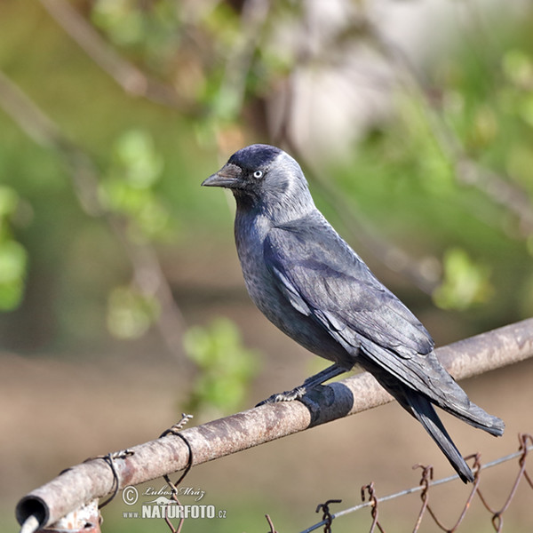 Kavka obecná (Corvus monedula)