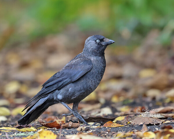 Kavka obecná (Corvus monedula)