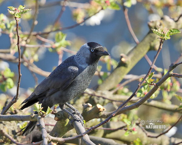 Kavka obecná (Corvus monedula)