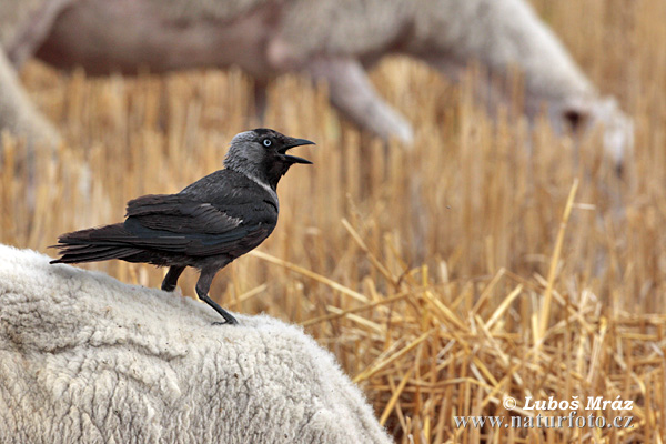 Kavka obyčajná (Corvus monedula)