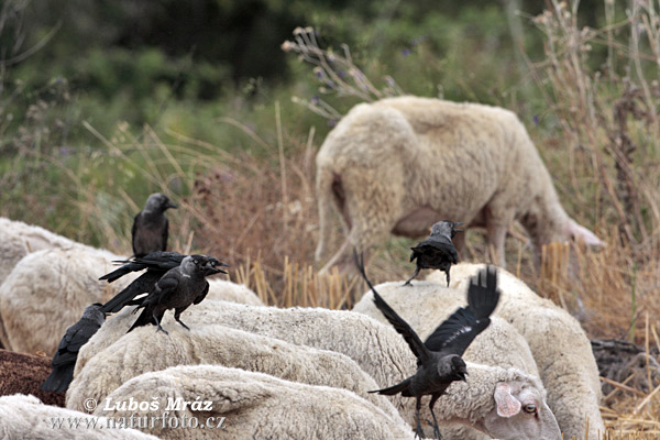 Kavka obyčajná (Corvus monedula)