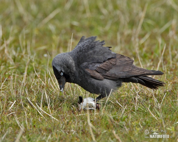 Kavka obyčajná (Corvus monedula)