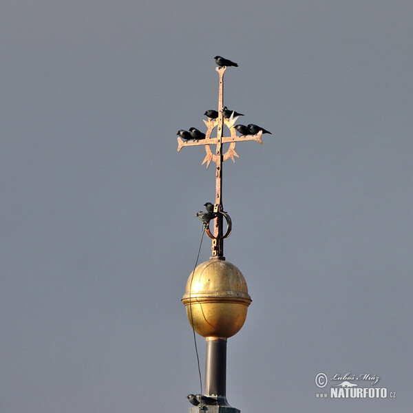 Kavka obyčajná (Corvus monedula)