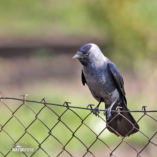 Kavka obyčajná (Corvus monedula)