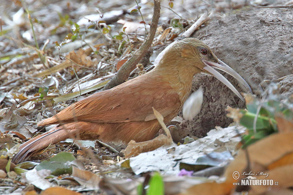 Klouzálek rezavý (Xiphocolaptes major)