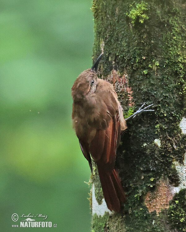 Klouzálek tyranovitý (Dendrocincla tyrannina)