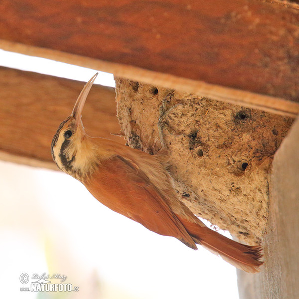 Klouzálek úzkozobý (Lepidocolaptes angustrirostris)