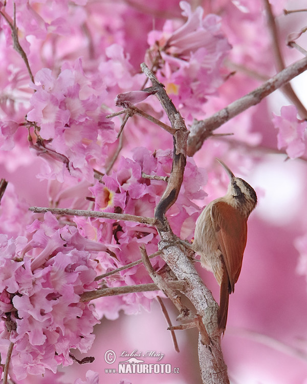 Klouzálek úzkozobý (Lepidocolaptes angustrirostris)