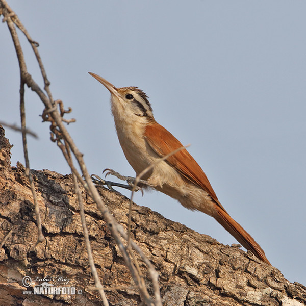 Klouzálek úzkozobý (Lepidocolaptes angustrirostris)