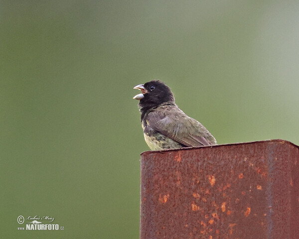 Kněžík černohrdlý (Sporophila nigricollis)