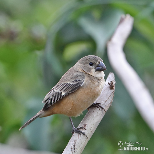 Kněžník mokřadní (Sporophila collaris)