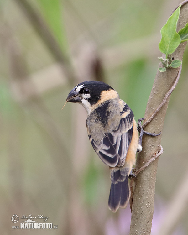 Kněžník mokřadní (Sporophila collaris)