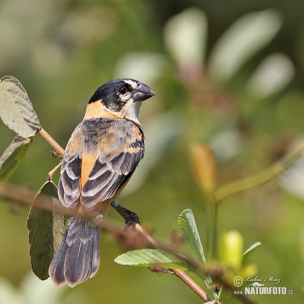 Kněžník mokřadní (Sporophila collaris)