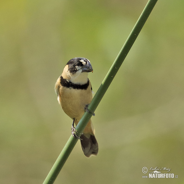 Kněžník mokřadní (Sporophila collaris)