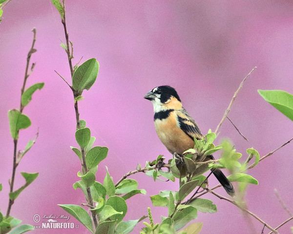 Kněžník mokřadní (Sporophila collaris)