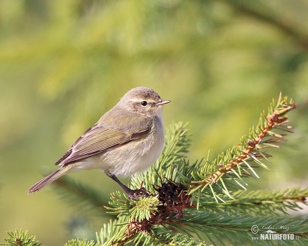 Kolibiarik čipčavý (Phylloscopus collybita)