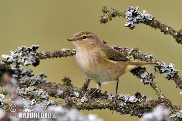 Kolibiarik čipčavý (Phylloscopus collybita)