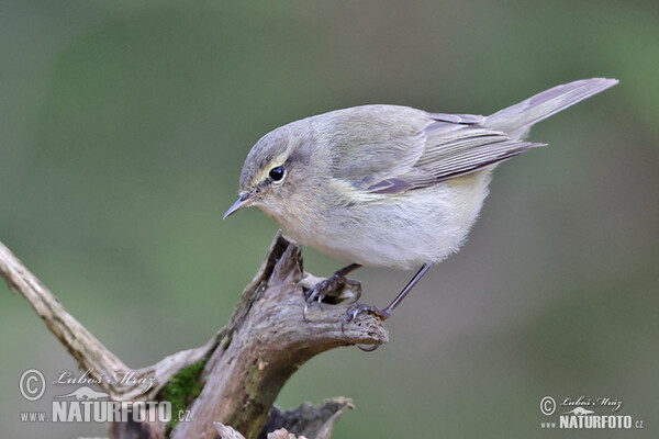 Kolibiarik čipčavý (Phylloscopus collybita)