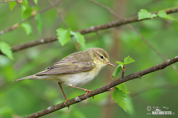Kolibiarik spevavý (Phylloscopus trochilus)