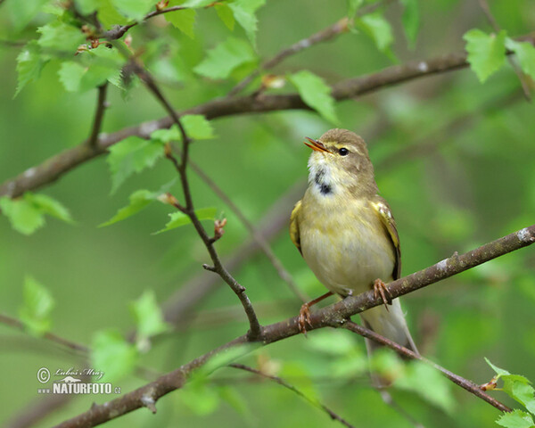 Kolibiarik spevavý (Phylloscopus trochilus)