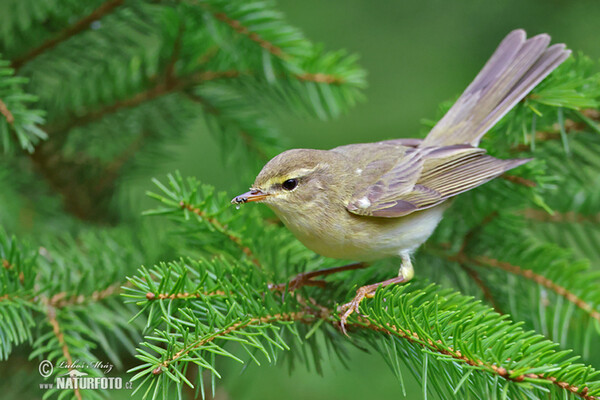 Kolibiarik spevavý (Phylloscopus trochilus)